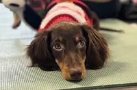 Choco, a male Miniature Dachshund for sale in New York City, NY – Photo 1 of 6