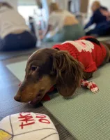 Choco, a male Miniature Dachshund for sale in New York City, NY – Photo 4 of 6
