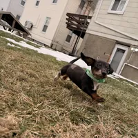 Donald, a male Miniature Dachshund for sale in New York City, NY – Photo 3 of 4