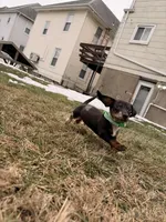 Donald, a male Miniature Dachshund for sale in New York City, NY – Photo 3 of 4