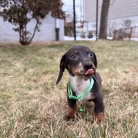 Donald, a male Miniature Dachshund for sale in New York City, NY – Photo 1 of 4