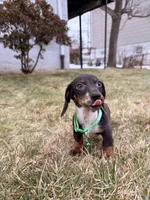 Donald, a male Miniature Dachshund for sale in New York City, NY – Photo 1 of 4