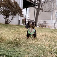 Donald, a male Miniature Dachshund for sale in New York City, NY – Photo 4 of 4