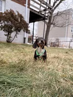 Donald, a male Miniature Dachshund for sale in New York City, NY – Photo 4 of 4