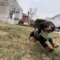 Donald, a male Miniature Dachshund for sale in New York City, NY – Photo 2 of 4