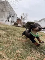 Donald, a male Miniature Dachshund for sale in New York City, NY – Photo 2 of 4