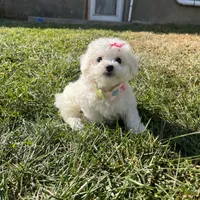 Mindy, a female Maltipoo for sale in New York City, NY – Photo 1 of 3