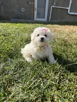 Mindy, a female Maltipoo for sale in New York City, NY – Photo 1 of 3