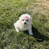 Mindy, a female Maltipoo for sale in New York City, NY – Photo 2 of 3
