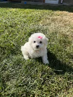 Mindy, a female Maltipoo for sale in New York City, NY – Photo 2 of 3