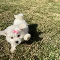 Mindy, a female Maltipoo for sale in New York City, NY – Photo 3 of 3