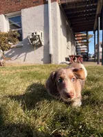 Scrappy doo (HT PARENTS), a male Miniature Dachshund for sale in New York City, NY – Photo 8 of 8