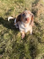 Scrappy doo (HT PARENTS), a male Miniature Dachshund for sale in New York City, NY – Photo 6 of 8