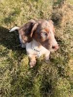 Scrappy doo (HT PARENTS), a male Miniature Dachshund for sale in New York City, NY – Photo 3 of 8