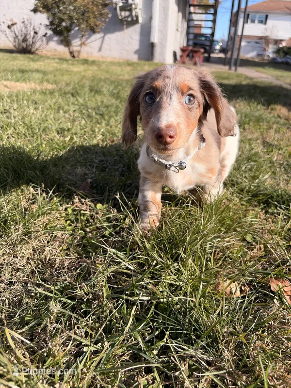 Scrappy doo (HT PARENTS)