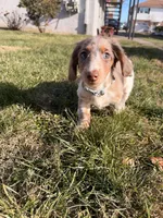 Scrappy doo (HT PARENTS), a male Miniature Dachshund for sale in New York City, NY – Photo 1 of 8
