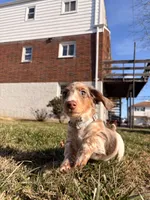 Scrappy doo (HT PARENTS), a male Miniature Dachshund for sale in New York City, NY – Photo 2 of 8