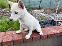 Max, a male Shiba Inu for sale in Westminster, CA – Photo 2 of 2
