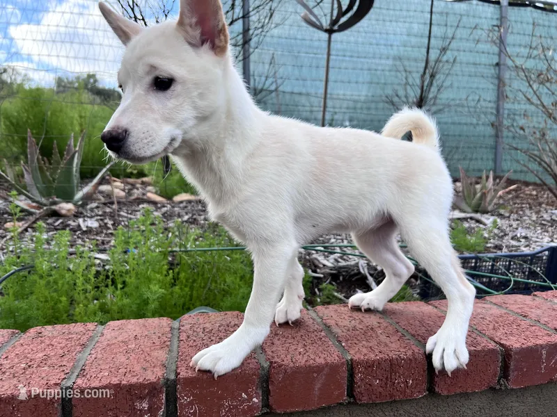 Max, a male Shiba Inu for sale in Westminster, CA – Photo 1 of 2