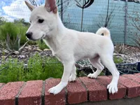 Max, a male Shiba Inu for sale in Westminster, CA – Photo 1 of 2