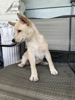 Kenzo, a male Shiba Inu for sale in Westminster, CA – Photo 2 of 2