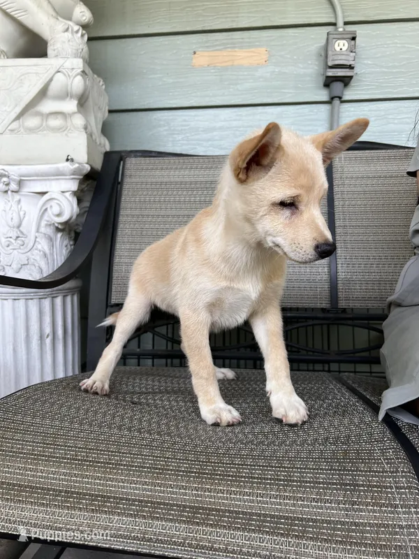 Kenzo, a male Shiba Inu for sale in Westminster, CA – Photo 1 of 2