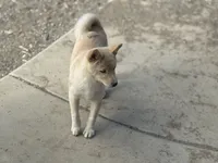 processed/4864ec20-8a00-48f1-bb9e-cca55aacef5a/listing/78b22ca5-4453-4f4e-8fb3-6903c2504909/95eeece9-6bbe-4011-bf62-03010c23bf51