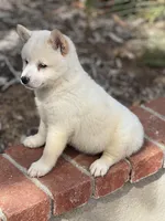 Teddy, a male Shiba Inu for sale in Westminster, CA – Photo 2 of 2