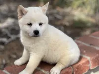 Teddy, a male Shiba Inu for sale in Westminster, CA – Photo 1 of 2