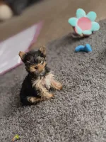 Paris, a female Yorkshire Terrier for sale in Piedmont, SC – Photo 8 of 9