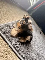 Paris, a female Yorkshire Terrier for sale in Piedmont, SC – Photo 9 of 9