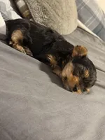 Paris, a female Yorkshire Terrier for sale in Piedmont, SC – Photo 5 of 9