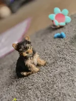 Paris, a female Yorkshire Terrier for sale in Piedmont, SC – Photo 7 of 9