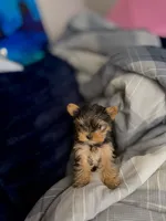 Paris, a female Yorkshire Terrier for sale in Piedmont, SC – Photo 3 of 9