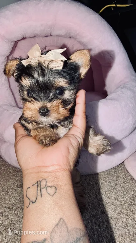 Paris – Yorkshire Terrier puppy for sale in Piedmont, SC