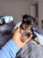 Paris, a female Yorkshire Terrier for sale in Piedmont, SC – Photo 6 of 9