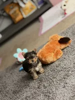 Paris, a female Yorkshire Terrier for sale in Piedmont, SC – Photo 2 of 9