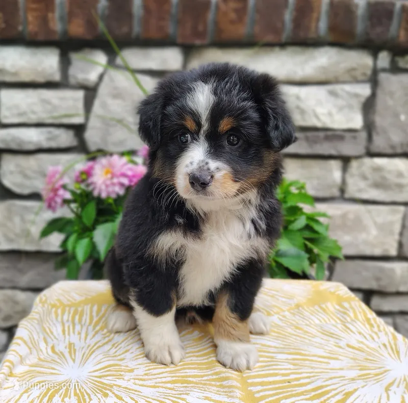 Bella  – Miniature Australian Shepherd puppy for sale in Fredericksburg, OH