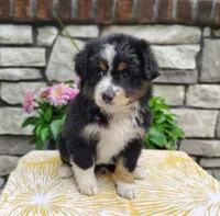 Bella , a female Miniature Australian Shepherd for sale in Fredericksburg, OH – 1 of 4