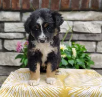 Daisy , a female Miniature Australian Shepherd for sale in Fredericksburg, OH – 2 of 5