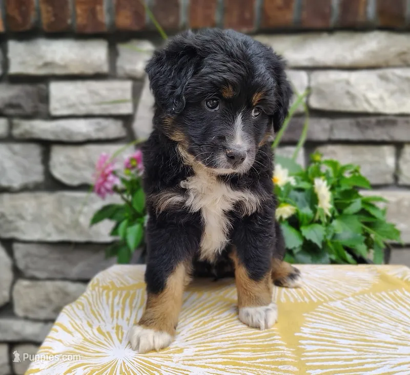 Oreo  – Miniature Australian Shepherd puppy for sale in Fredericksburg, OH