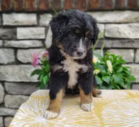 Oreo , a female Miniature Australian Shepherd for sale in Fredericksburg, OH – 1 of 5
