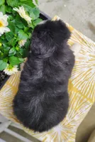 Bella , a female Miniature Australian Shepherd for sale in Fredericksburg, OH – 4 of 4