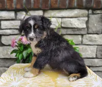 Daisy , a female Miniature Australian Shepherd for sale in Fredericksburg, OH – 3 of 5