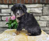 Oreo , a female Miniature Australian Shepherd for sale in Fredericksburg, OH – 5 of 5