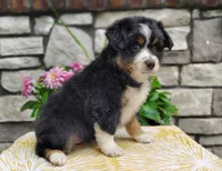 Bella , a female Miniature Australian Shepherd for sale in Fredericksburg, OH – 2 of 4