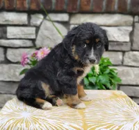 Oreo , a female Miniature Australian Shepherd for sale in Fredericksburg, OH – 2 of 5