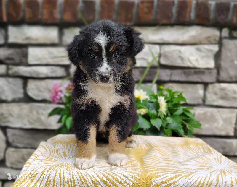 Daisy  – Miniature Australian Shepherd puppy for sale in Fredericksburg, OH