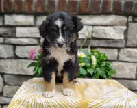 Daisy , a female Miniature Australian Shepherd for sale in Fredericksburg, OH – 1 of 5