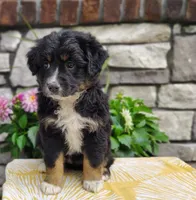 Oreo , a female Miniature Australian Shepherd for sale in Fredericksburg, OH – 3 of 5